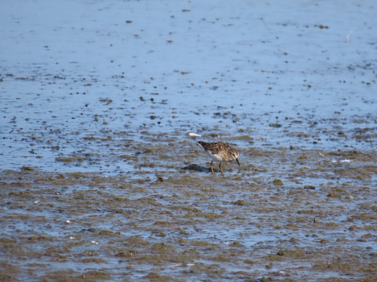 Least Sandpiper - ML622668482