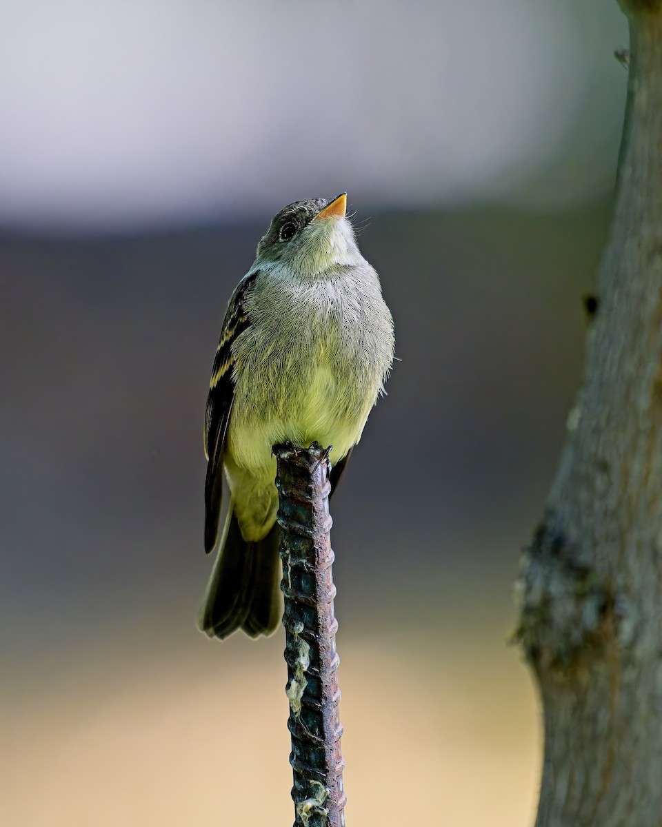 Western Flycatcher - ML622668487