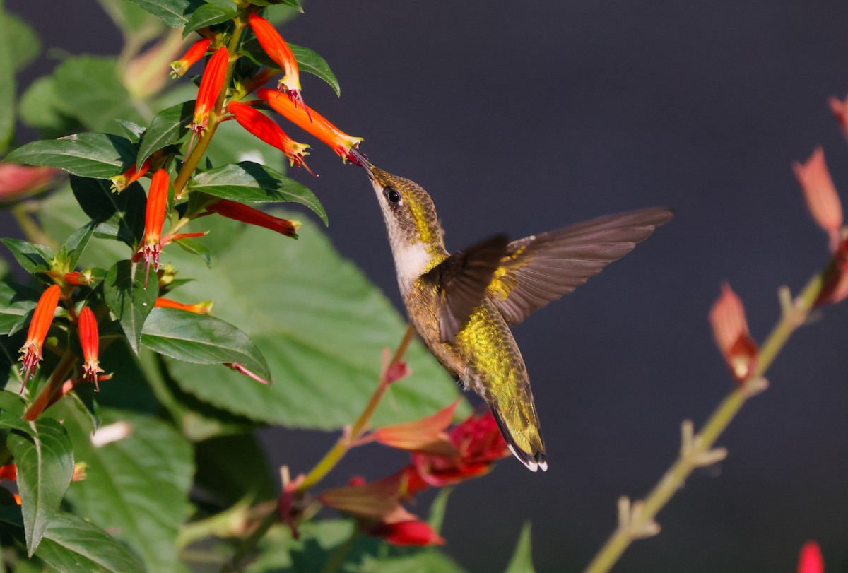 Ruby-throated Hummingbird - ML622668494