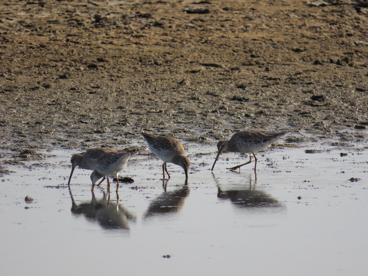 Short-billed Dowitcher - ML622668527