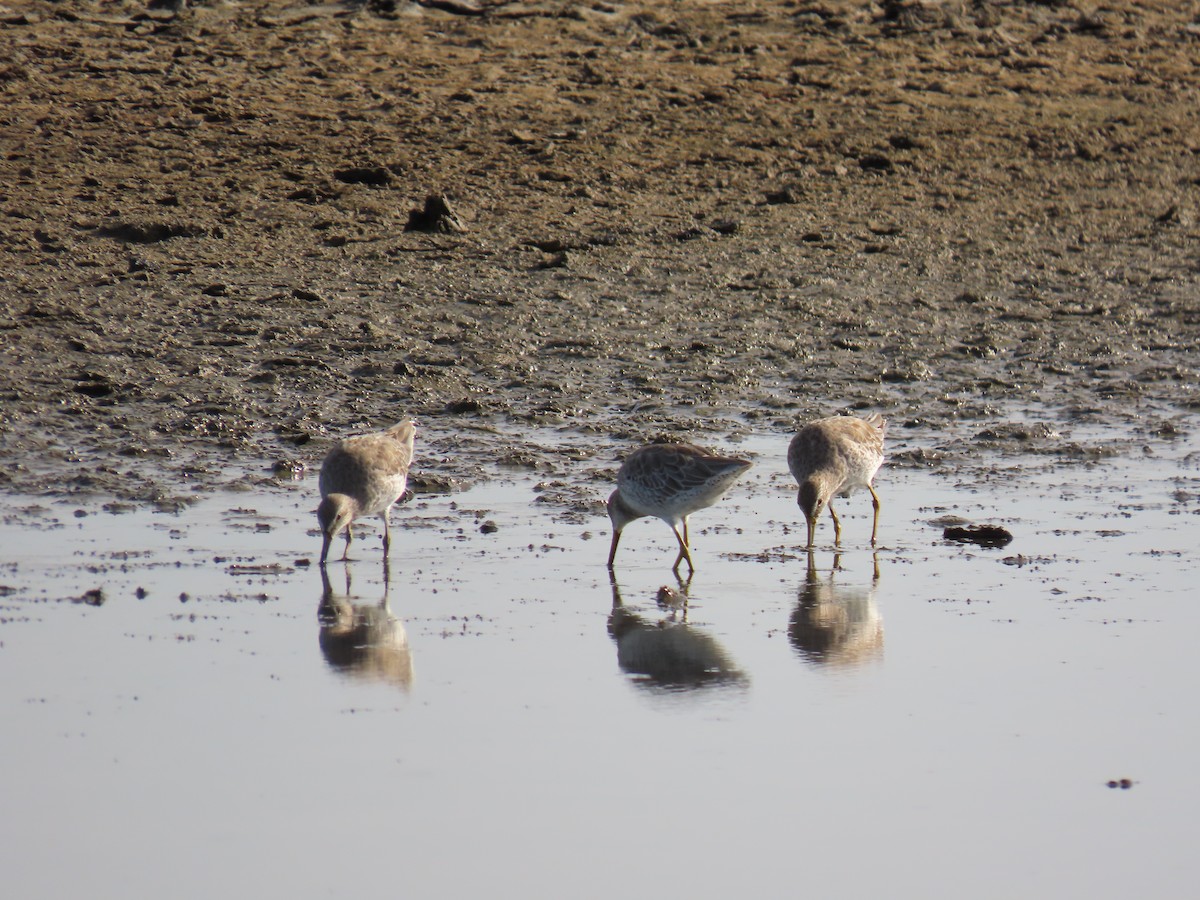 Short-billed Dowitcher - ML622668528