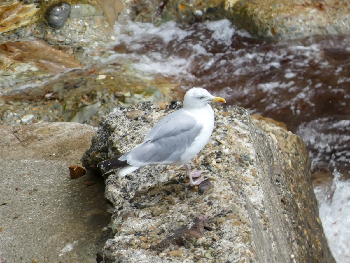 Herring Gull - ML622668585