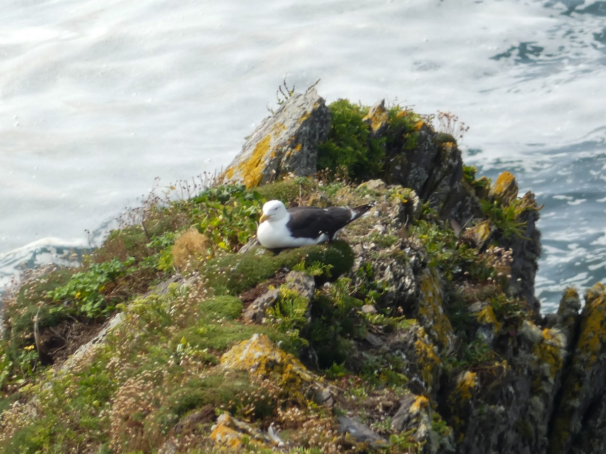 Great Black-backed Gull - ML622668596