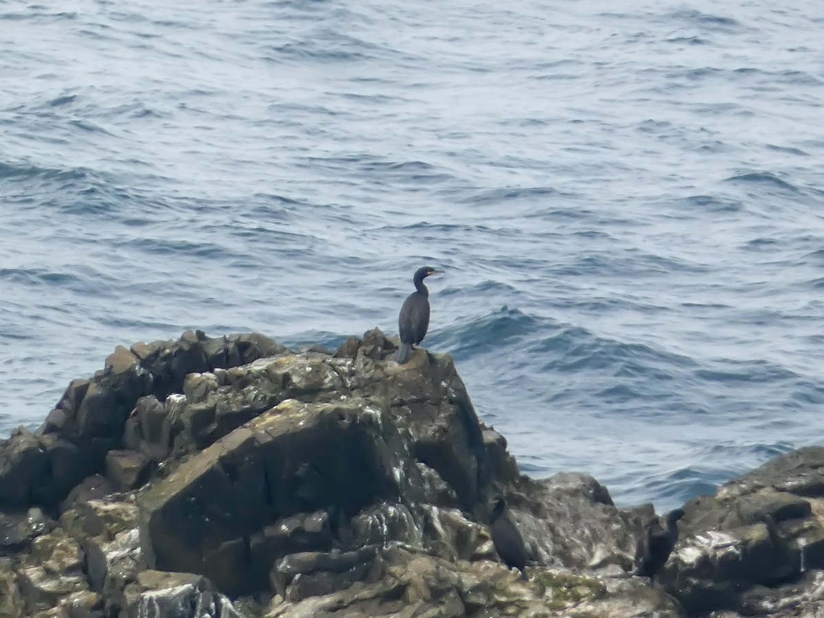 European Shag - Elliot Maher