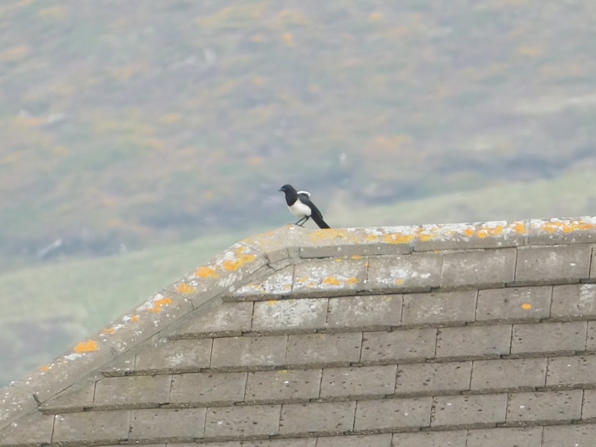 Eurasian Magpie - ML622668620