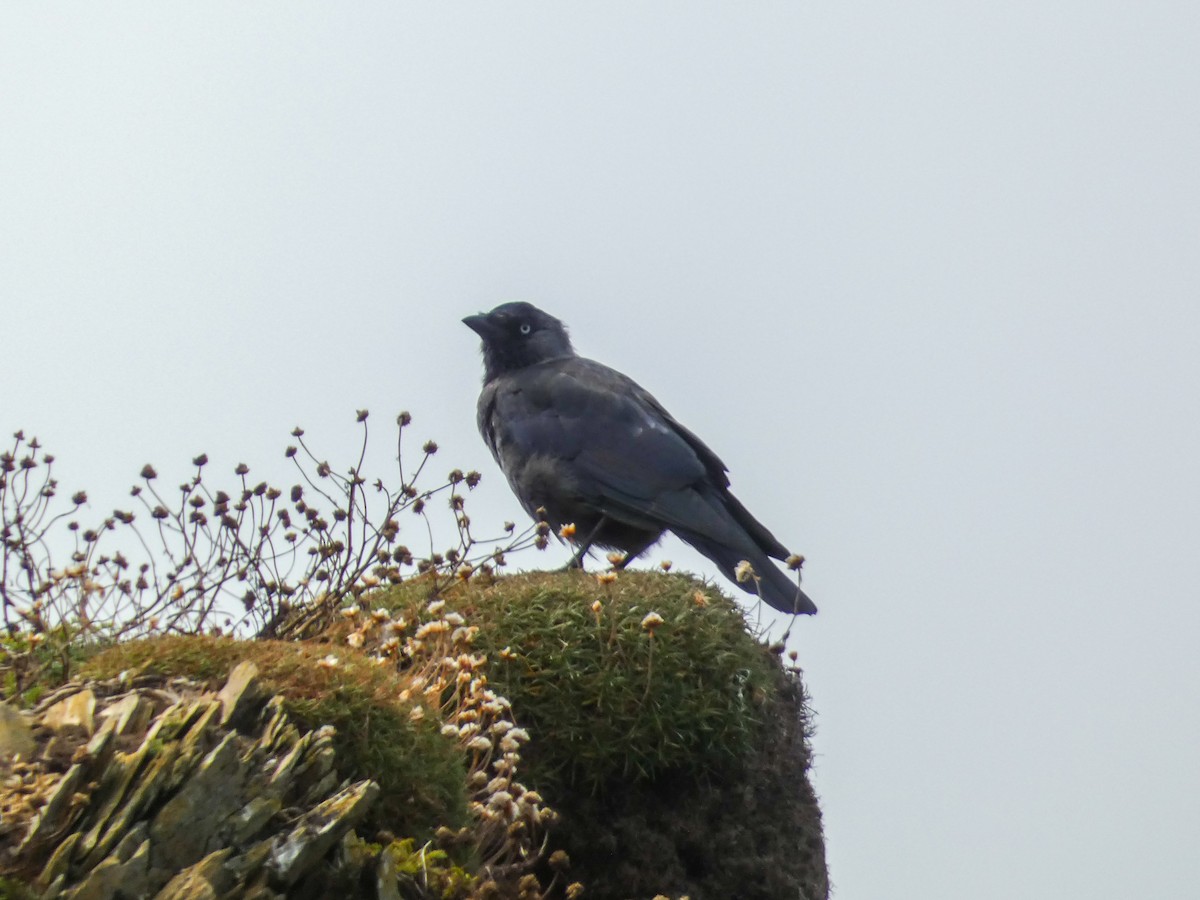 Eurasian Jackdaw - Elliot Maher