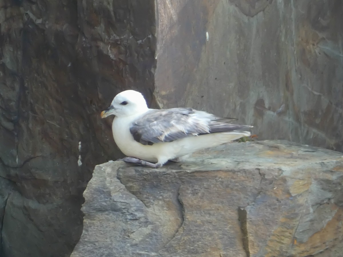 Northern Fulmar - ML622668645