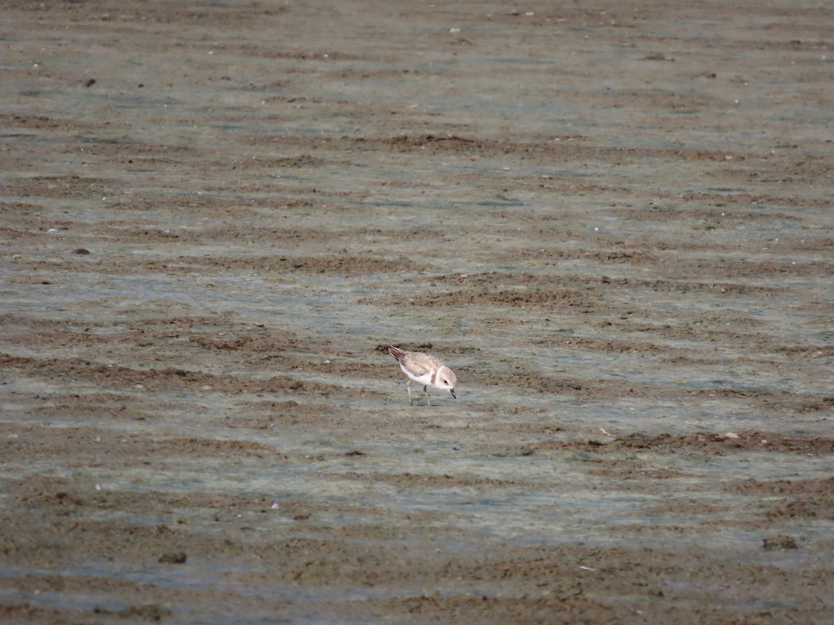 Snowy Plover - ML622668655