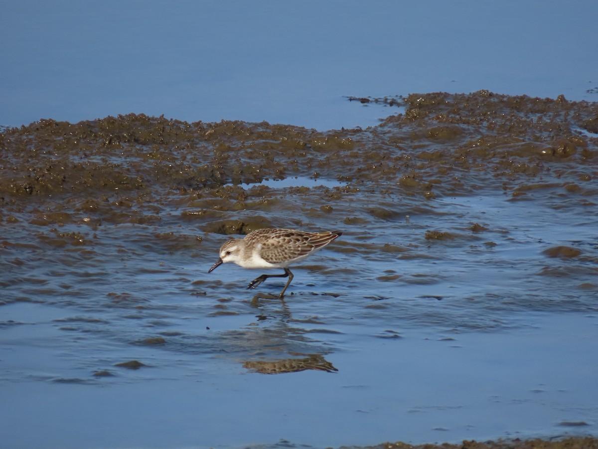 Semipalmated Sandpiper - ML622668683