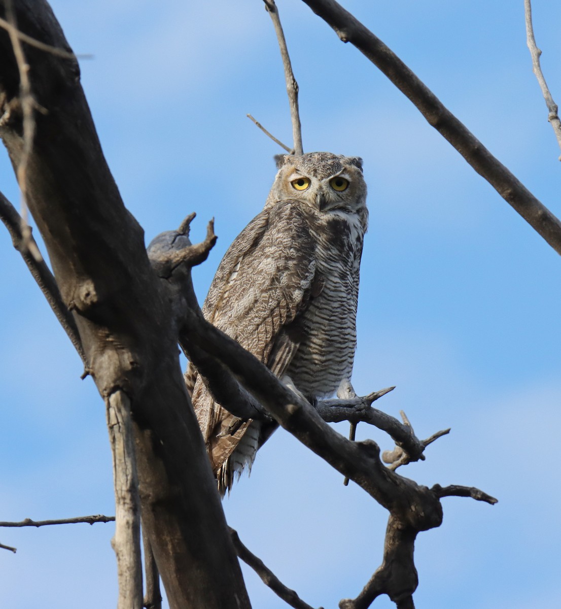 Great Horned Owl - ML622668738