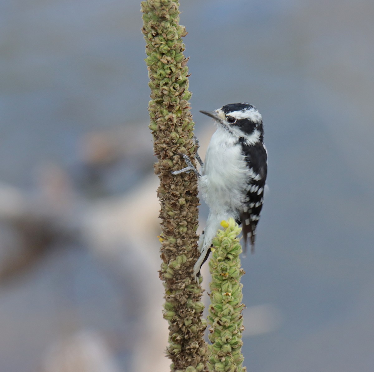 Downy Woodpecker - ML622668755