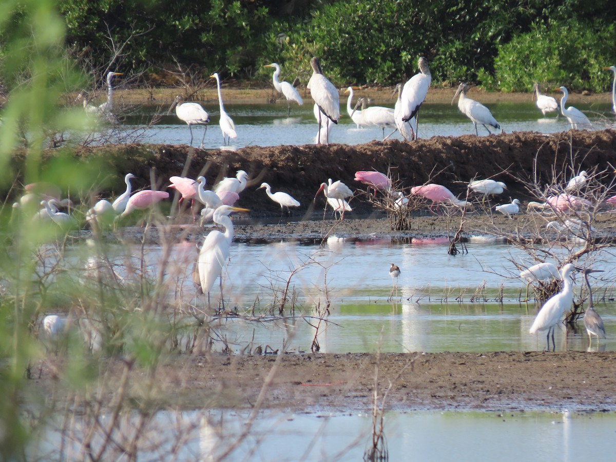 Roseate Spoonbill - ML622668759