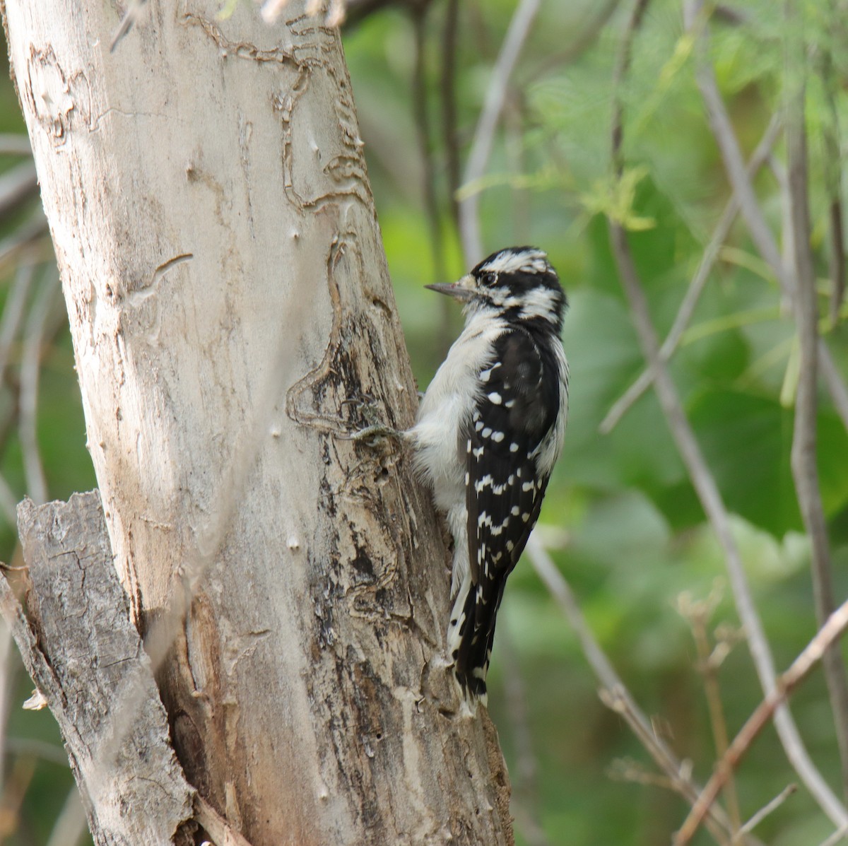 Downy Woodpecker - ML622668784