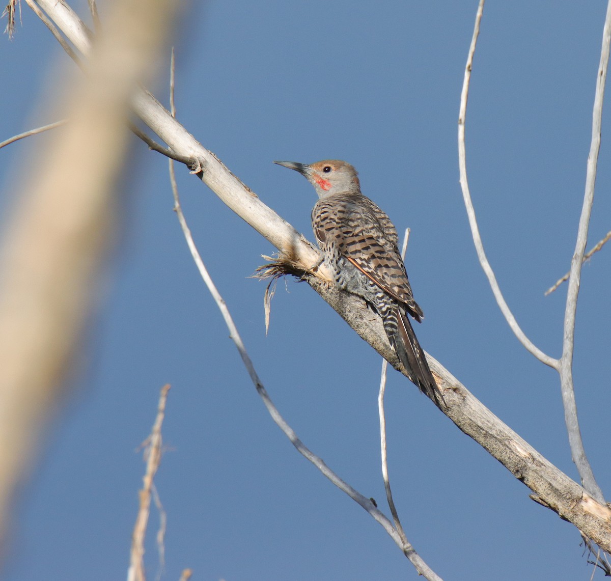 Northern Flicker - ML622668817