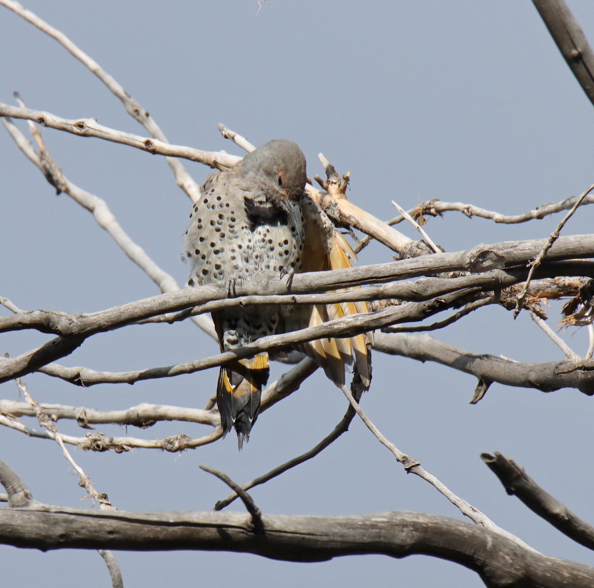 Northern Flicker - ML622668818