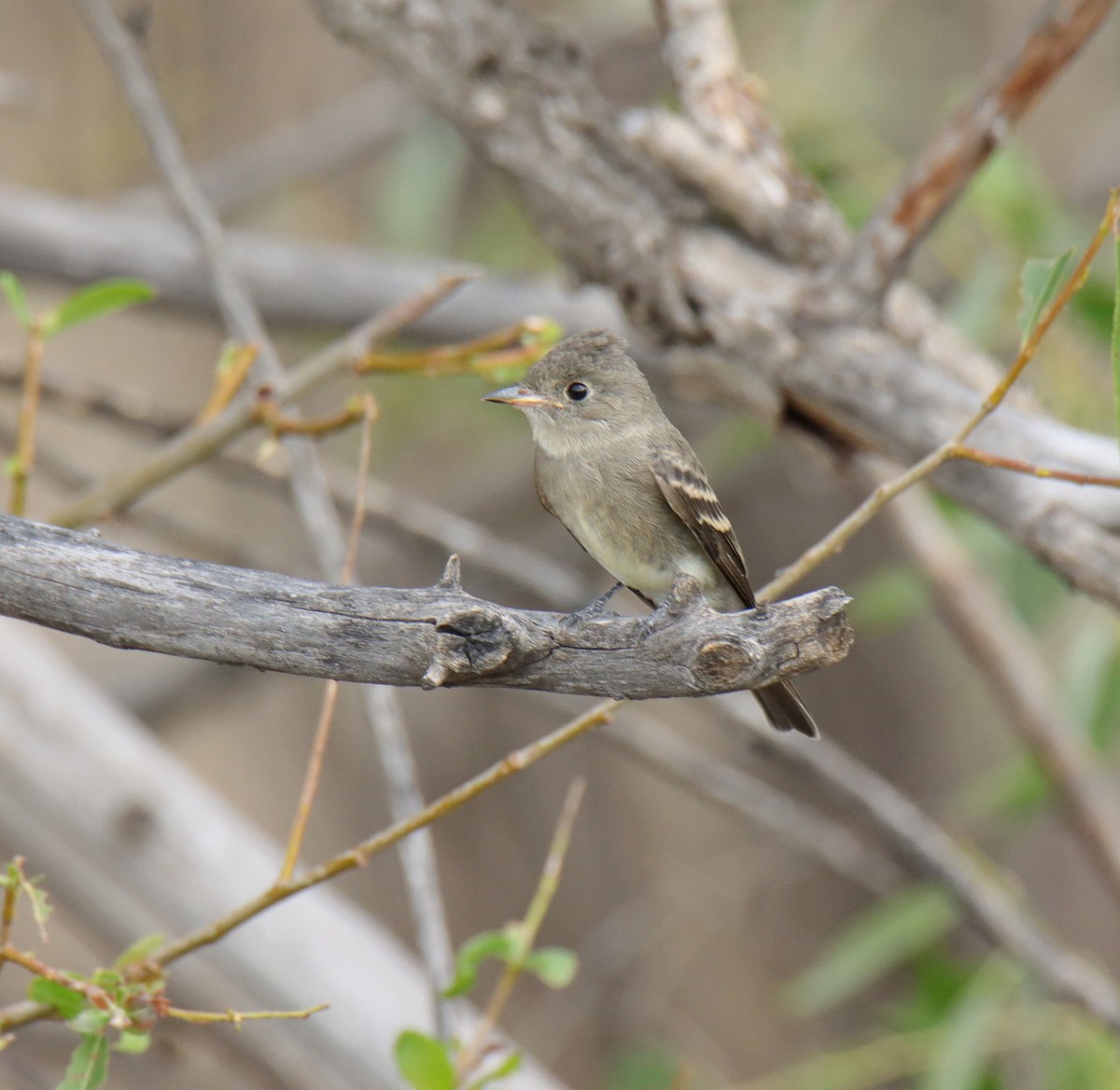 Western Wood-Pewee - ML622668881