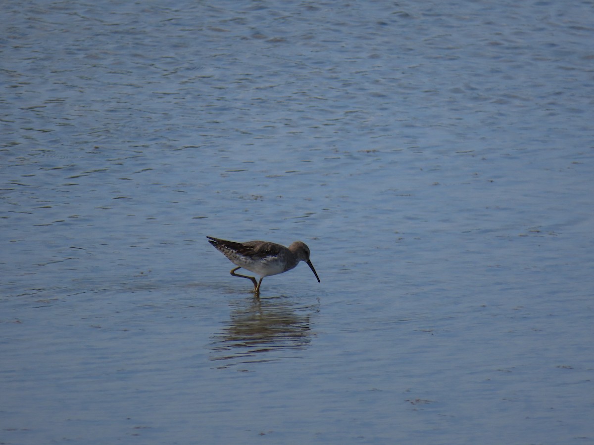 Stilt Sandpiper - Jessie Stuebner