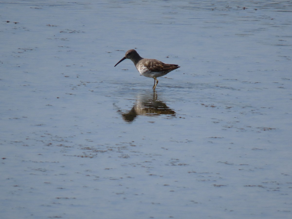 Stilt Sandpiper - ML622668904