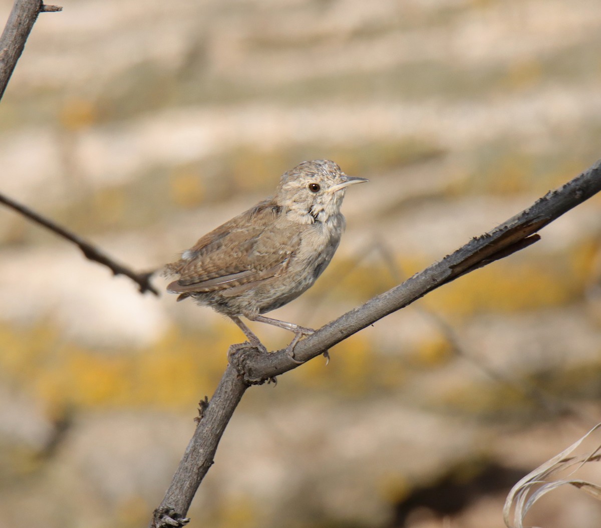 House Wren - ML622668920