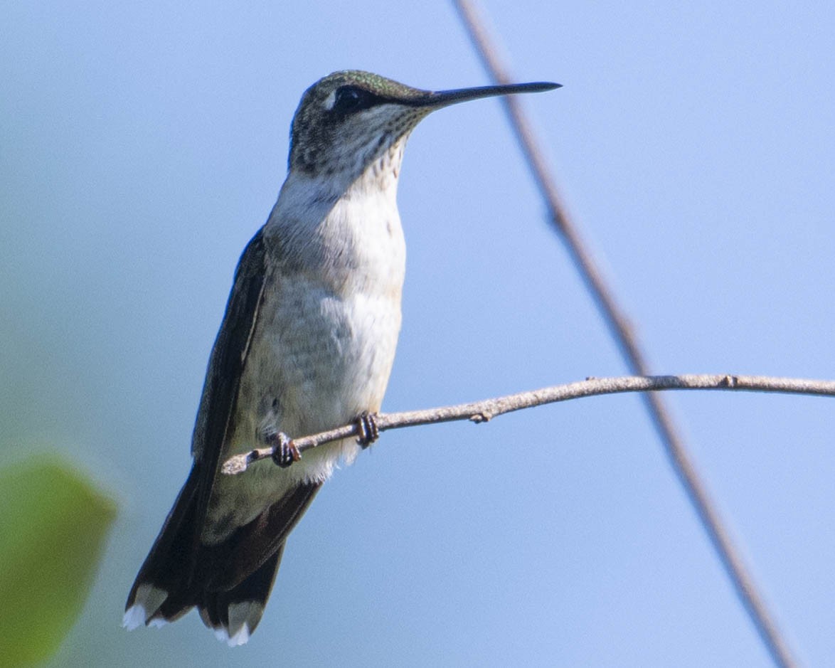 Ruby-throated Hummingbird - ML622668924