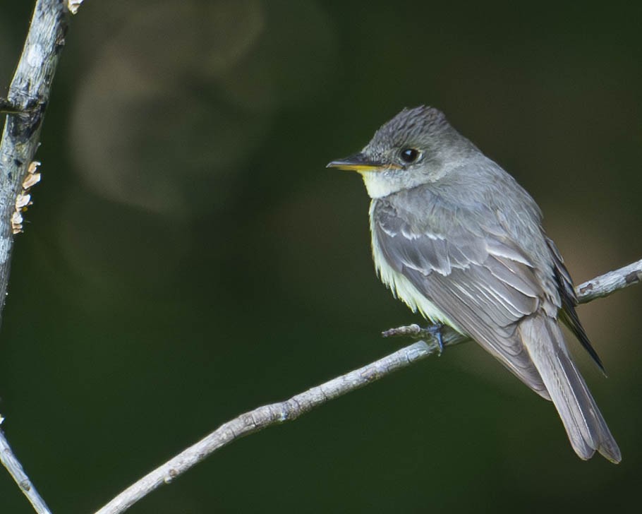 Eastern Wood-Pewee - ML622668932