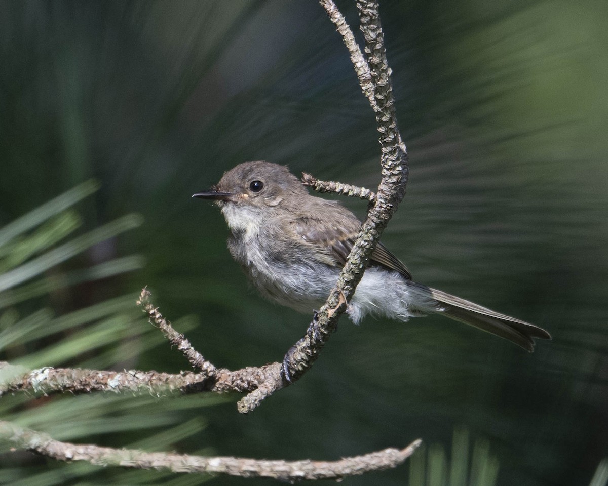 Eastern Phoebe - Gary Hofing