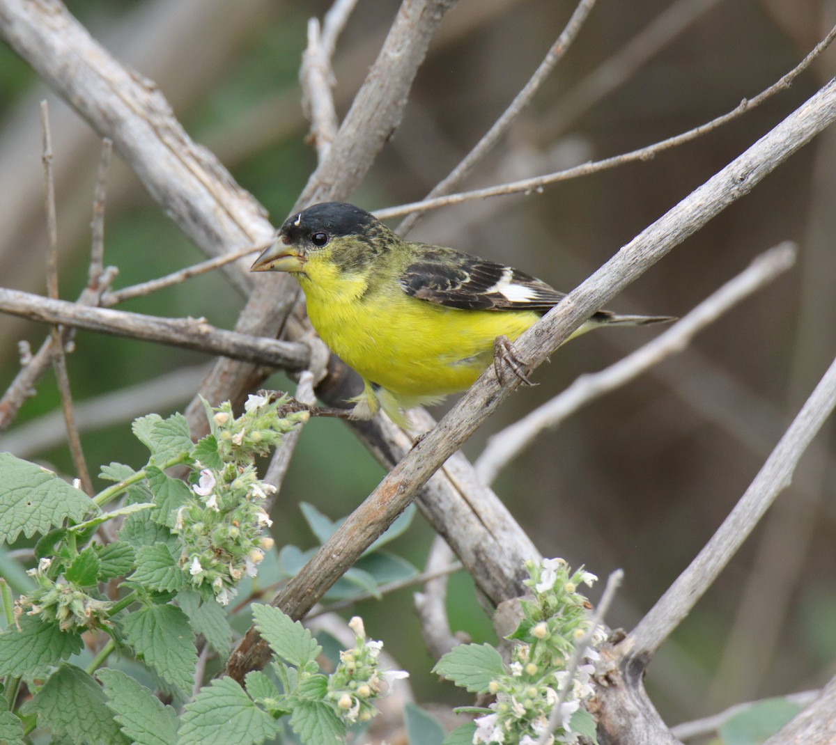 Lesser Goldfinch - ML622668946