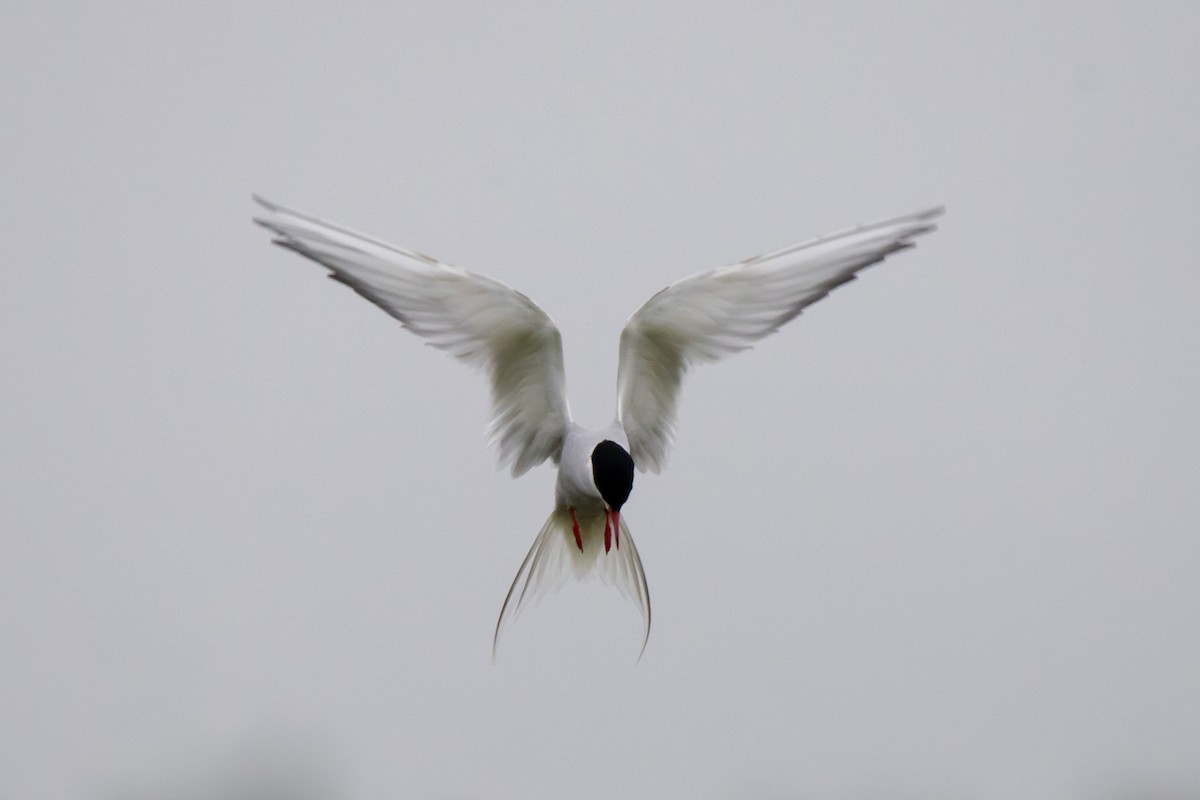 Arctic Tern - ML622668960