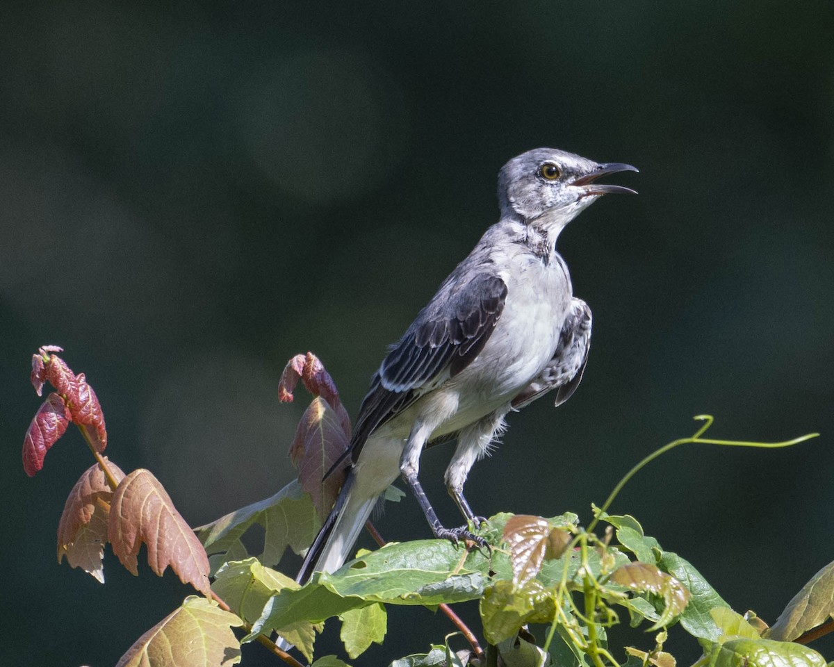 Northern Mockingbird - ML622668963