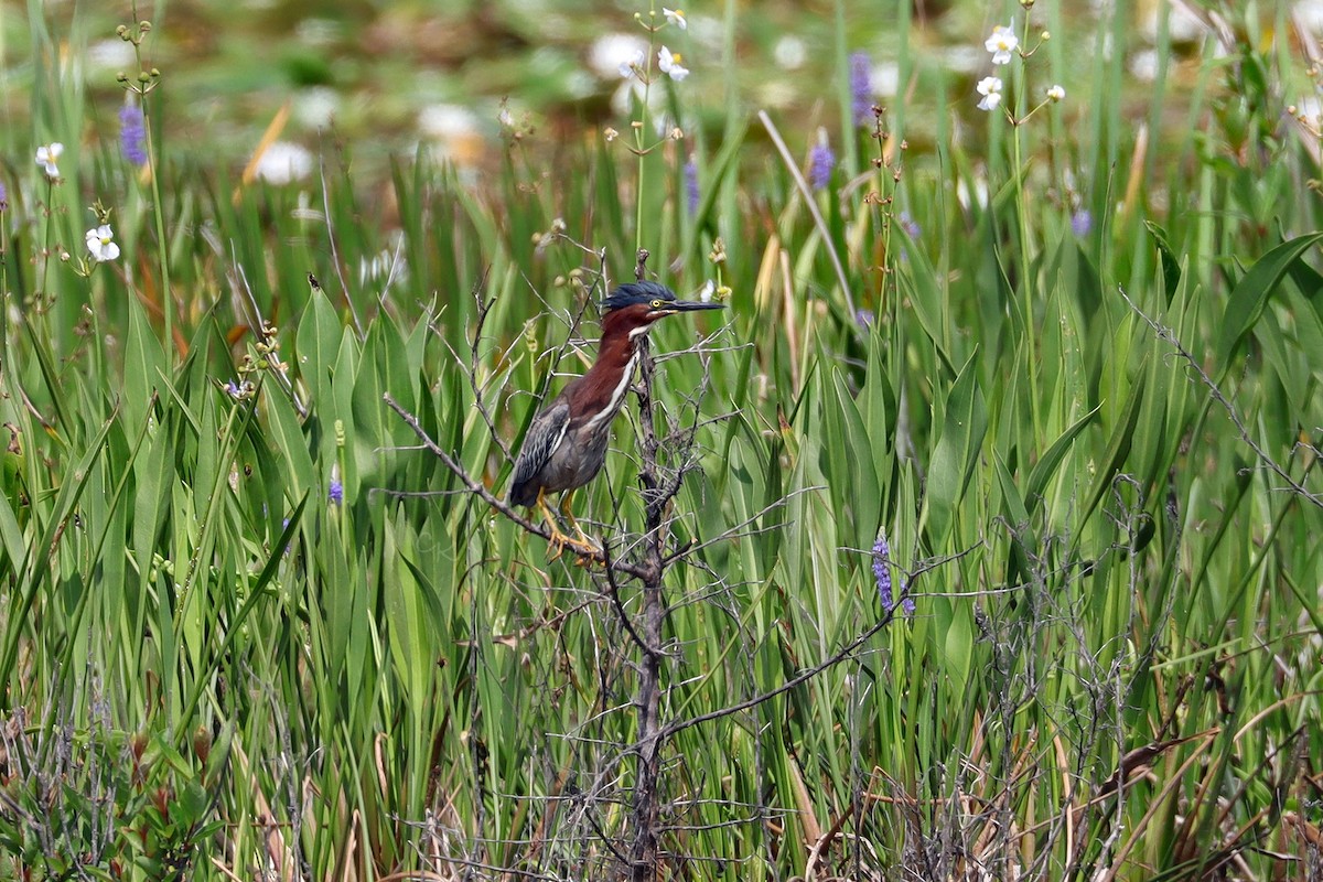 Green Heron - ML622668965