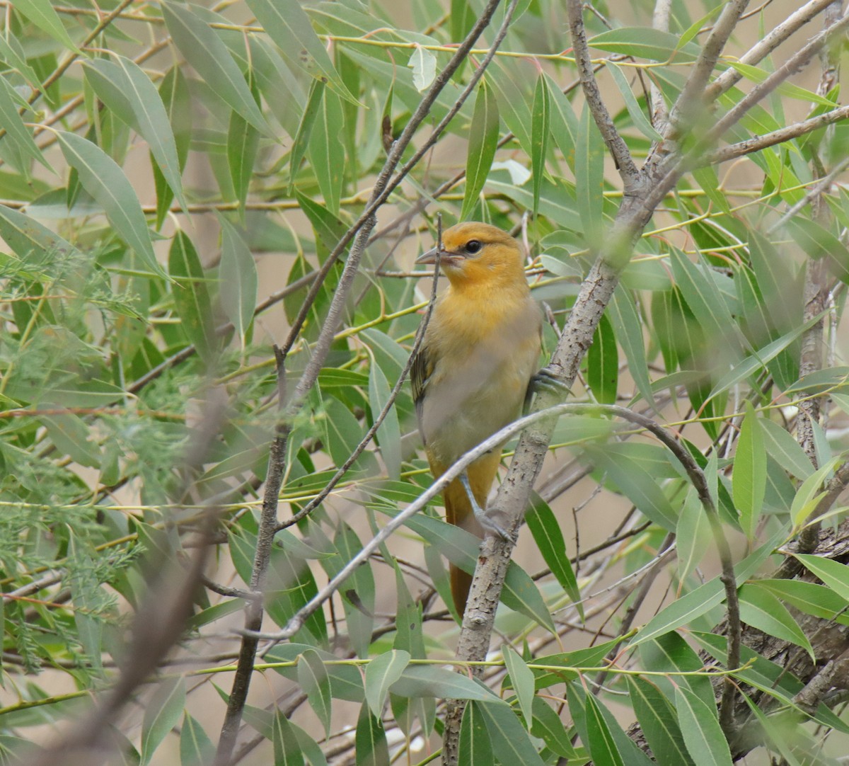 Bullock's Oriole - ML622668983