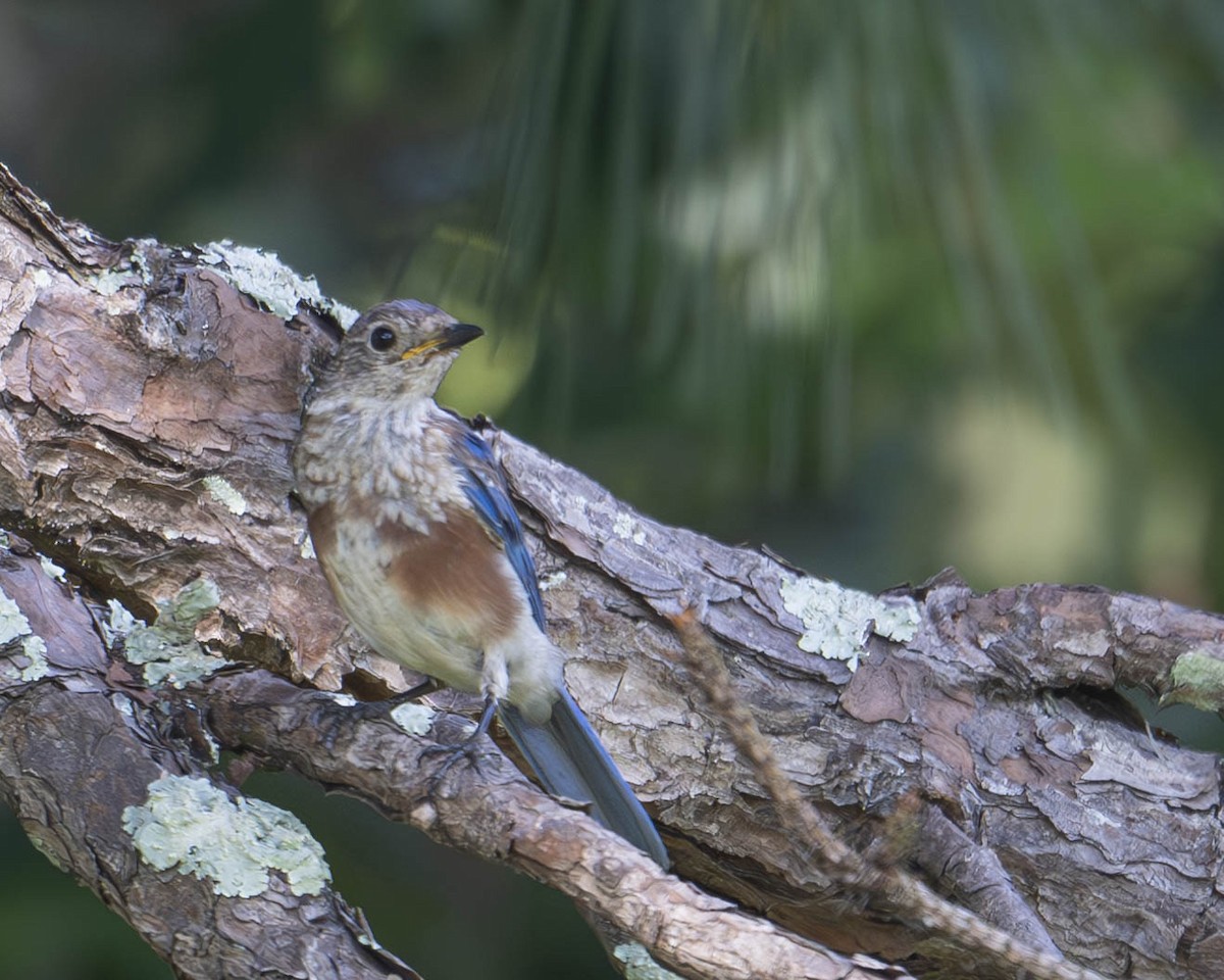 Eastern Bluebird - ML622668986