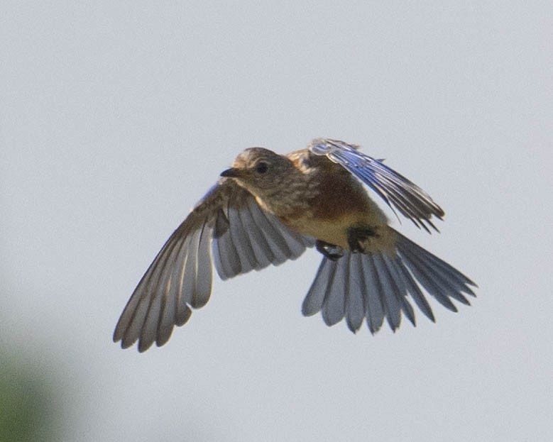 Eastern Bluebird - ML622668987