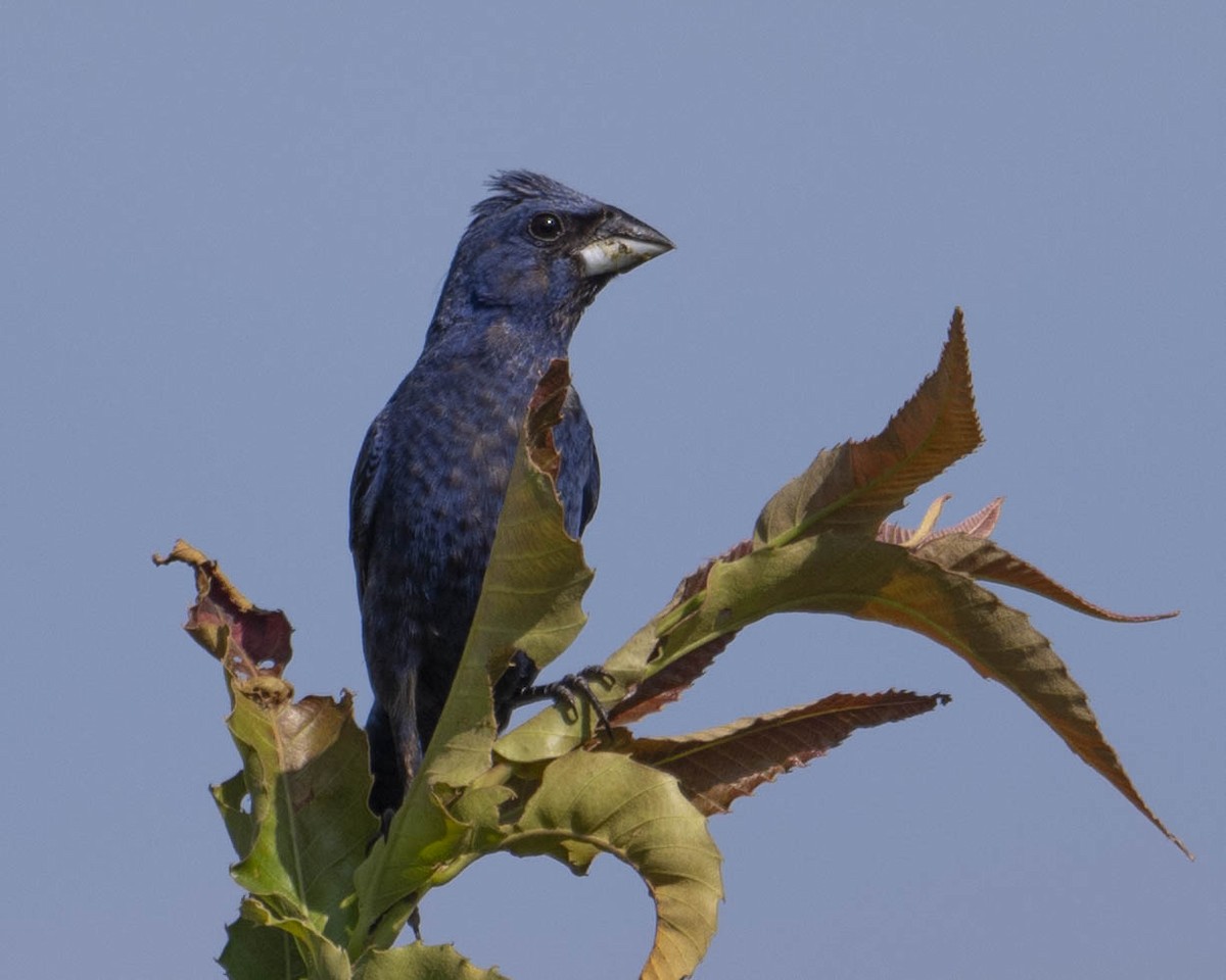 Indigo Bunting - ML622669000