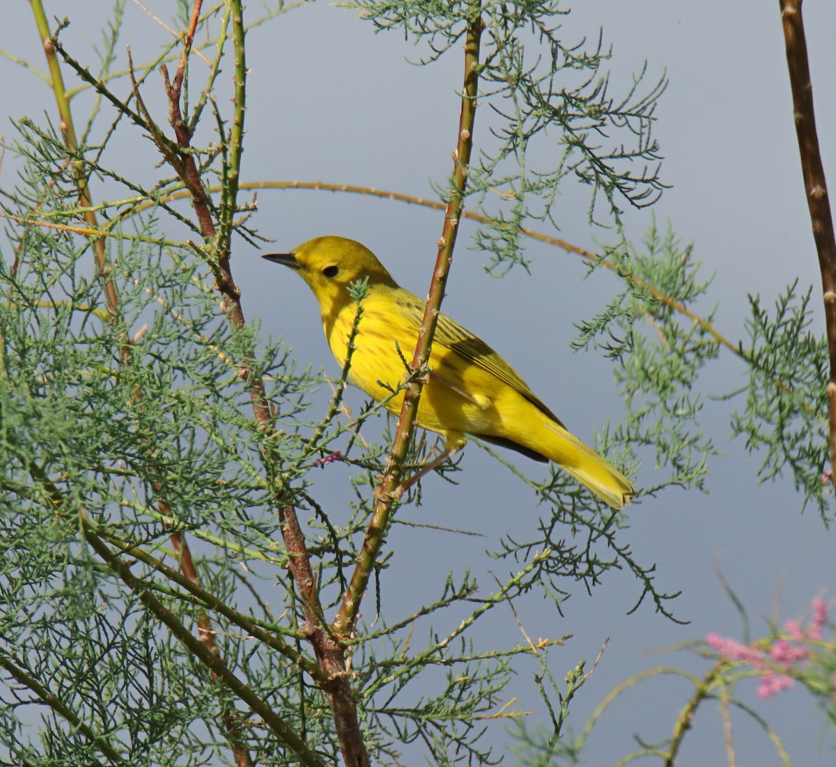 Yellow Warbler - ML622669010