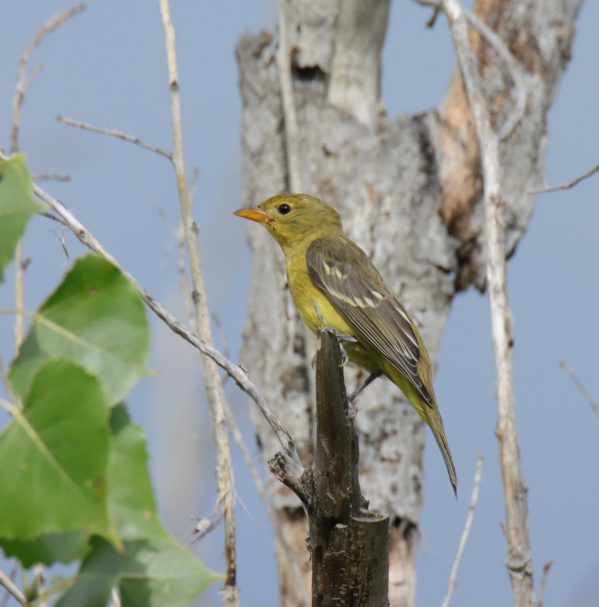 Western Tanager - ML622669024