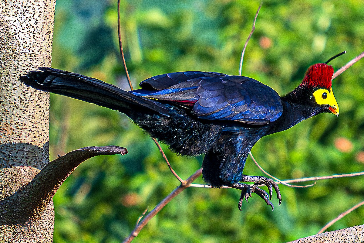 Ross's Turaco - ML622669038