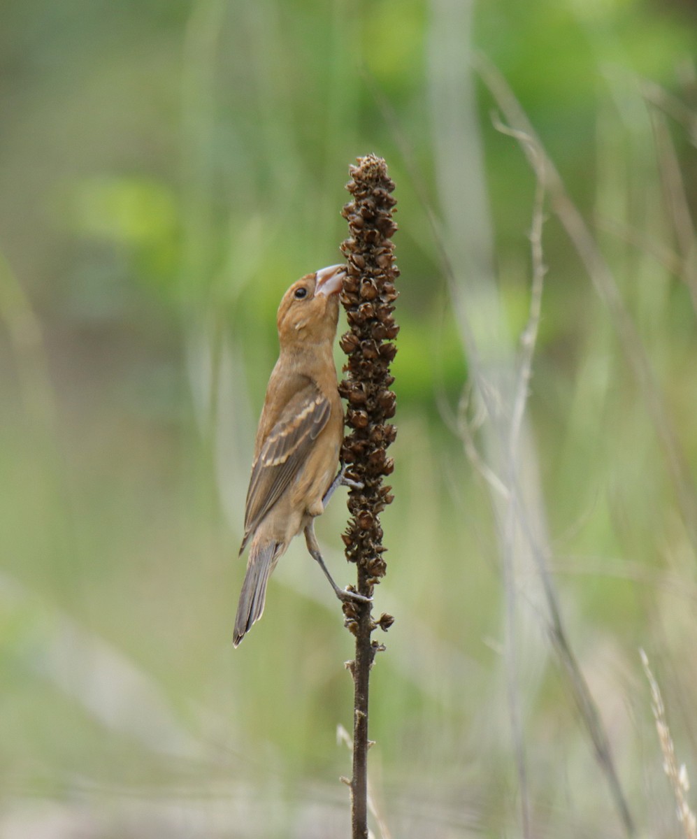 Blue Grosbeak - ML622669045