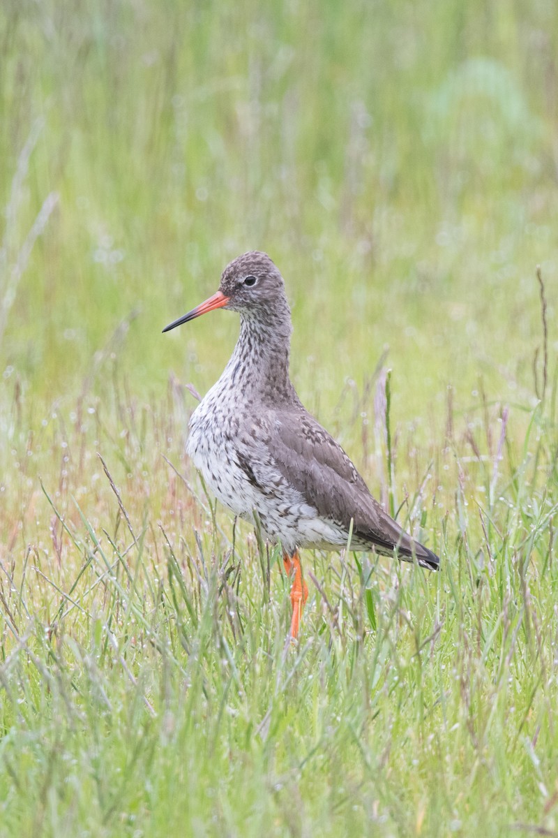 Common Redshank - ML622669048