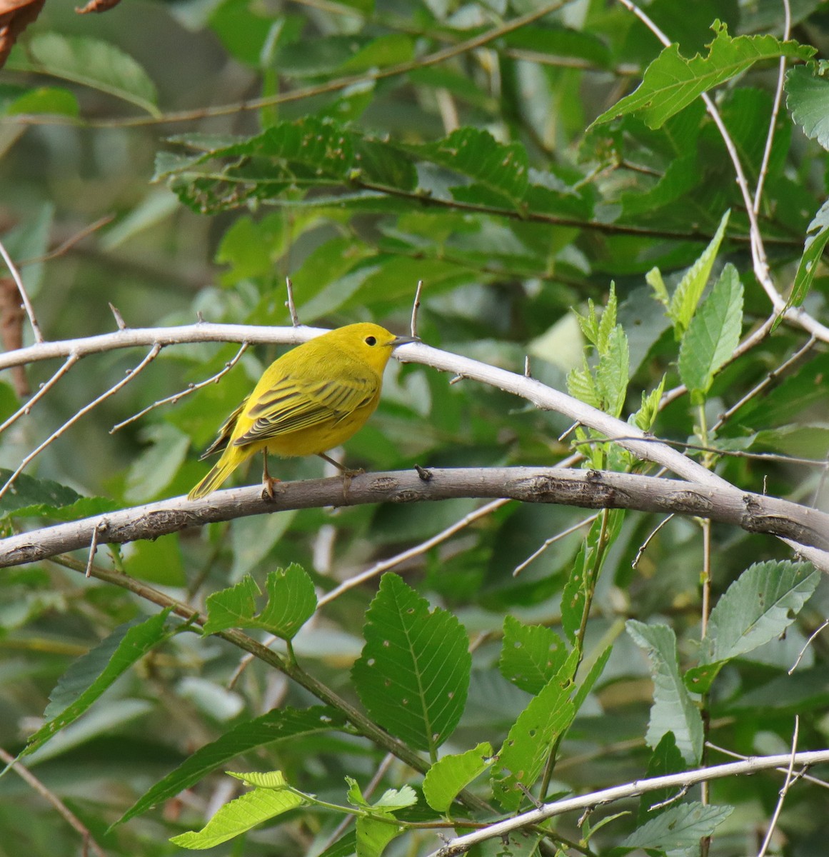 Yellow Warbler - ML622669061