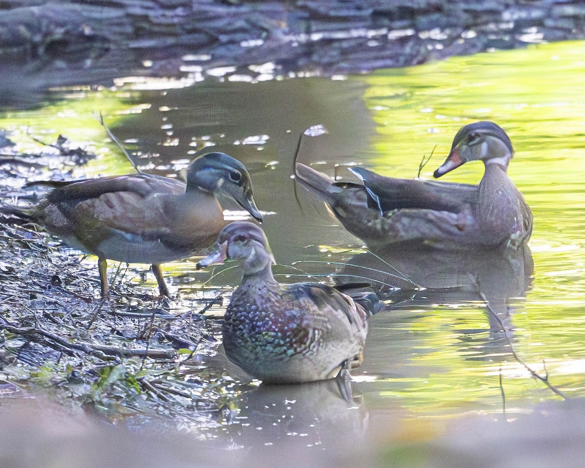 Wood Duck - ML622669067