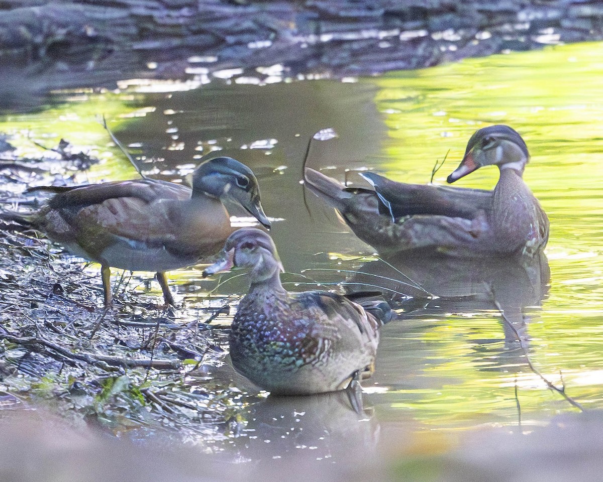 Wood Duck - Gary Hofing