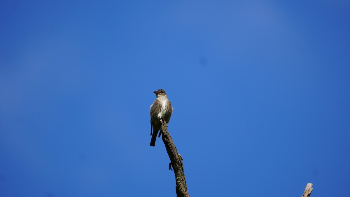 Olive-sided Flycatcher - ML622669098