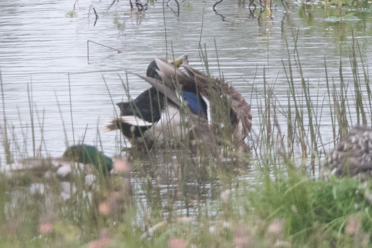 Mallard - ML622669147