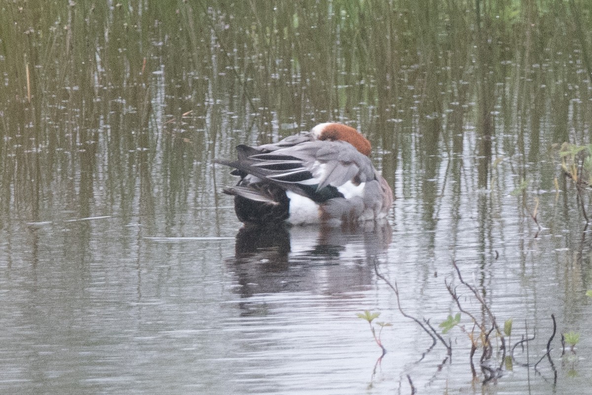 Eurasian Wigeon - ML622669153
