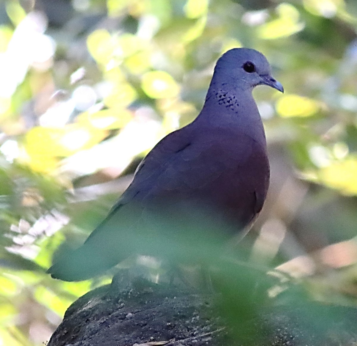 Malagasy Turtle-Dove - ML622669177