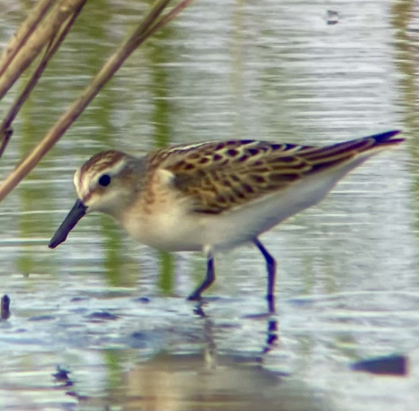 Little Stint - ML622669185