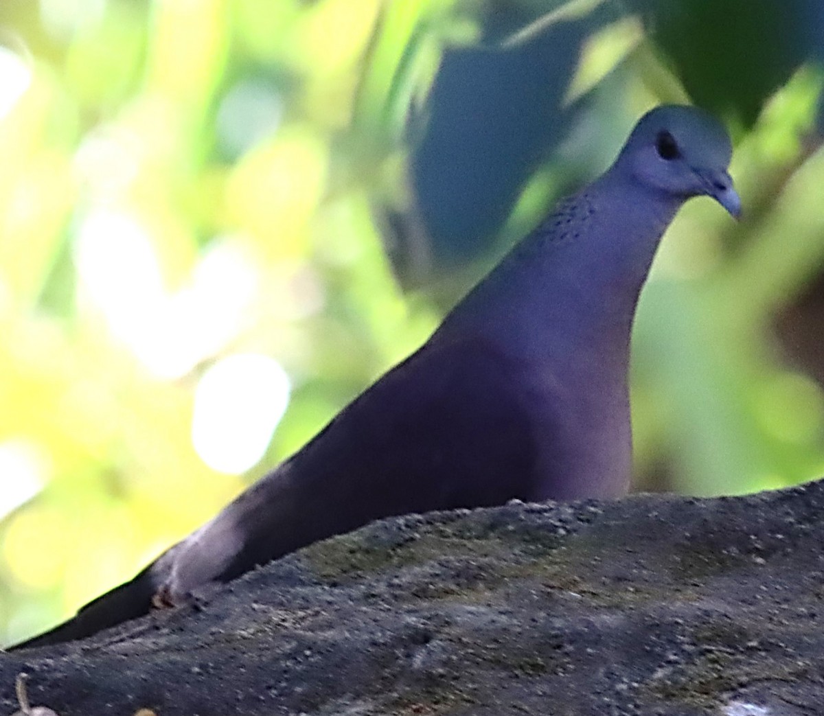 Malagasy Turtle-Dove - ML622669186