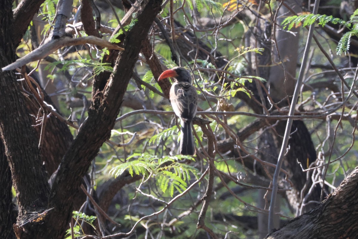 Bradfield's Hornbill - ML622669188