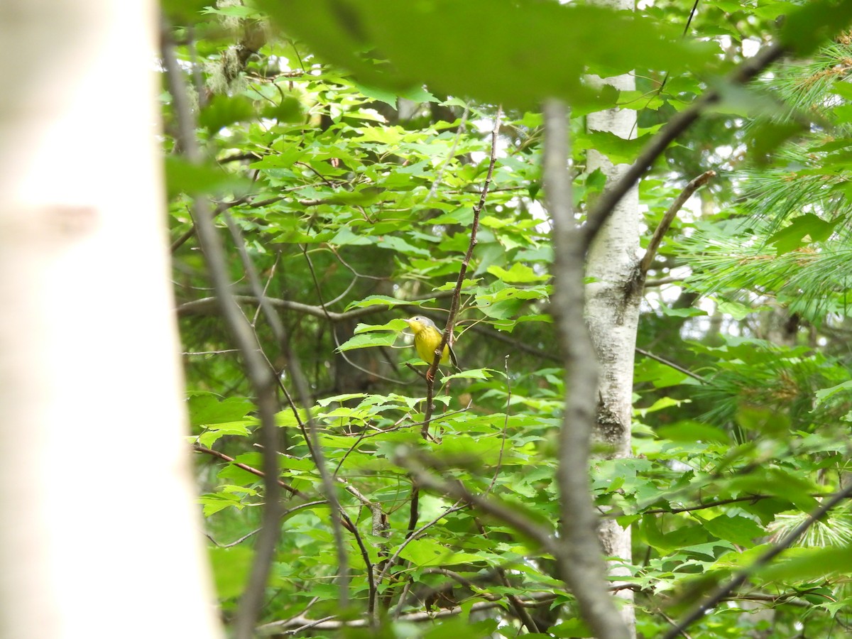 Canada Warbler - ML622669237